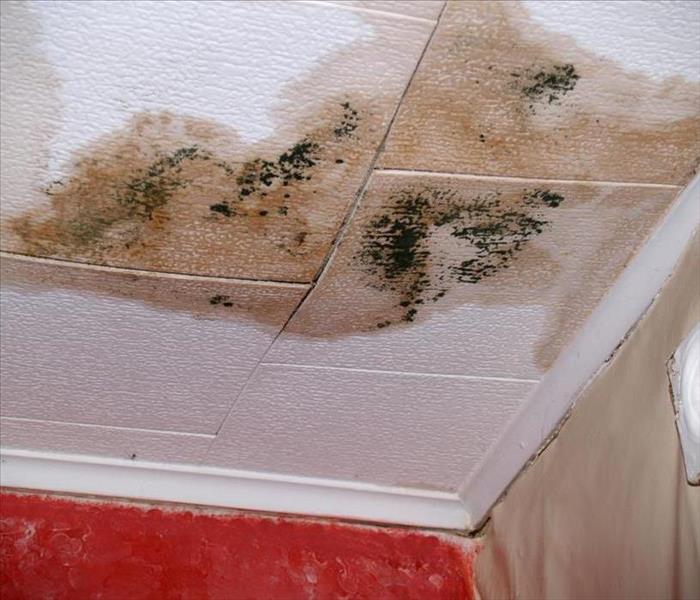 ceiling damaged by water and black spots of mold growth